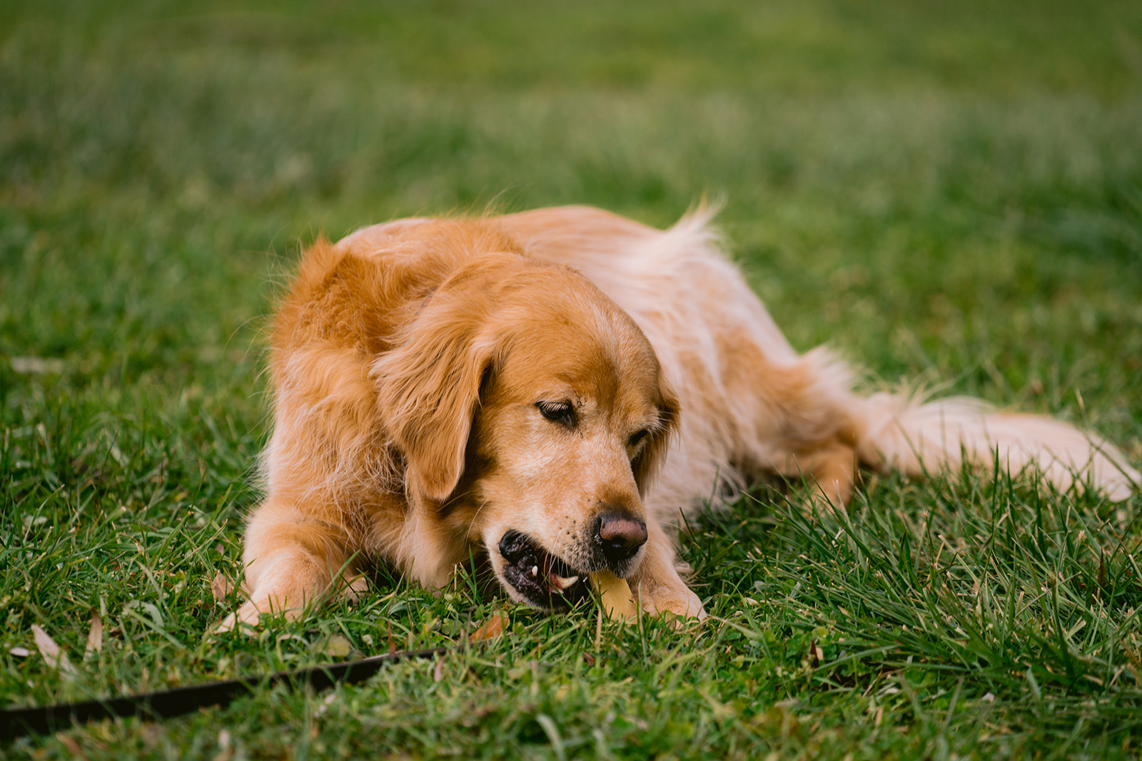 Dental Diseases in Dogs