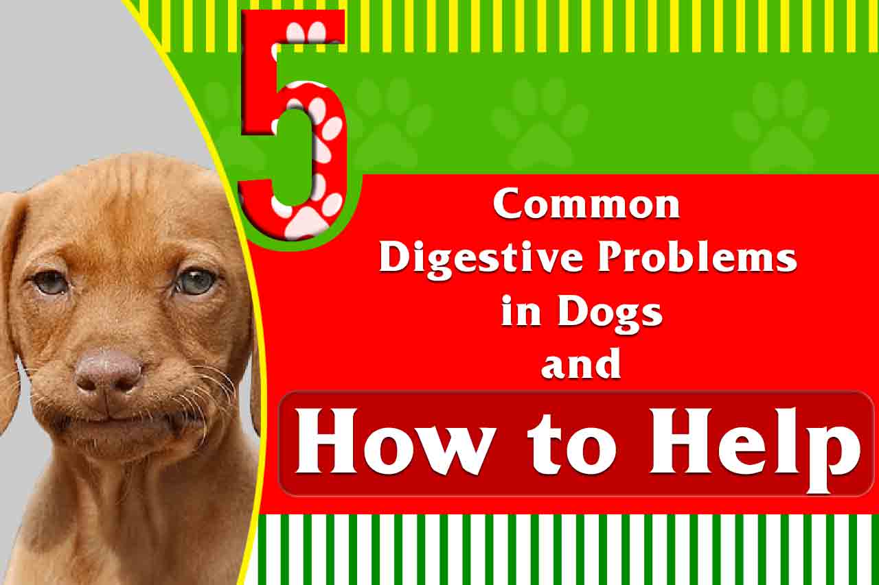 5 Common Digestive Problems In Dogs And How To Help Mellow Premium