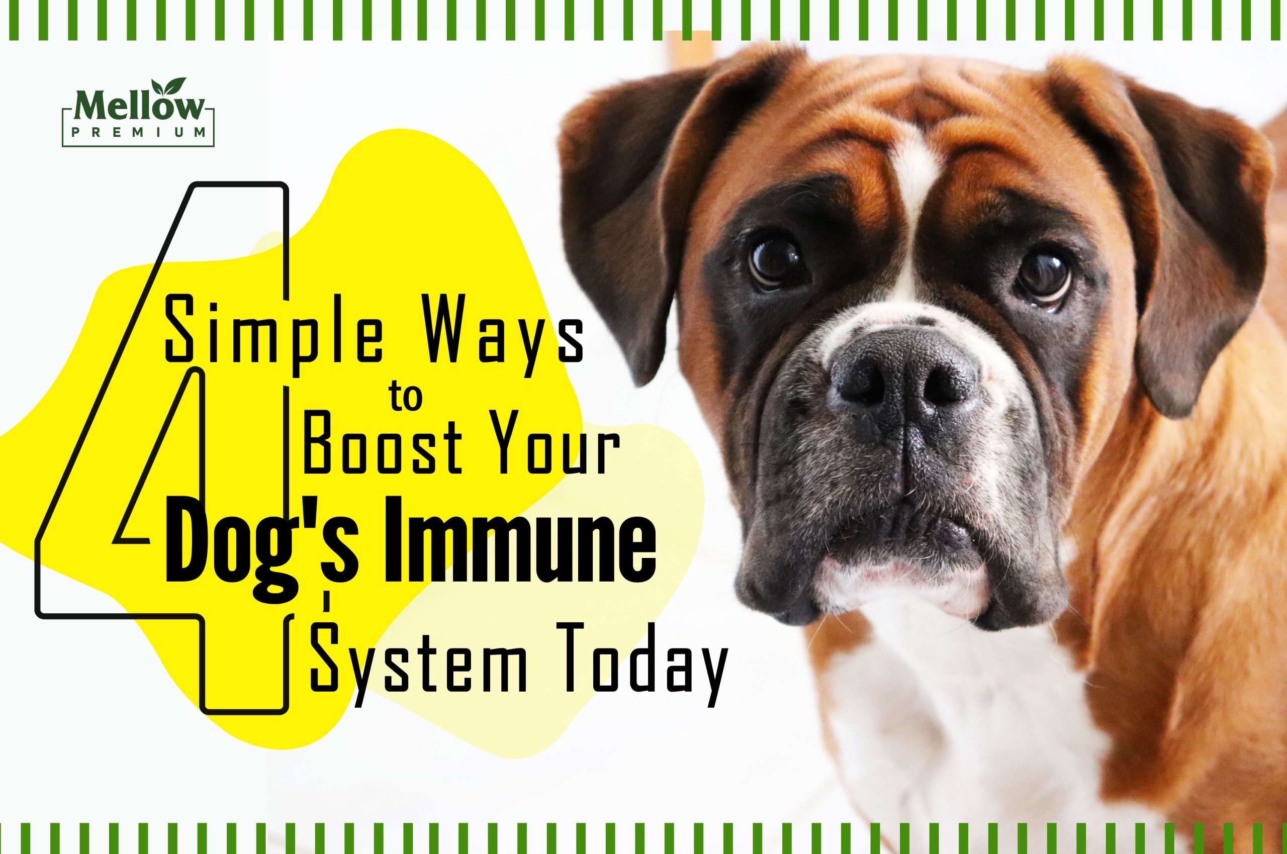 4 Simple Ways to Boost Your Dog's Immune System Today