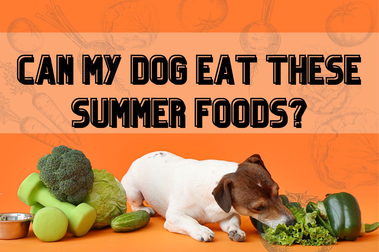 Can my dog eat these summer foods?