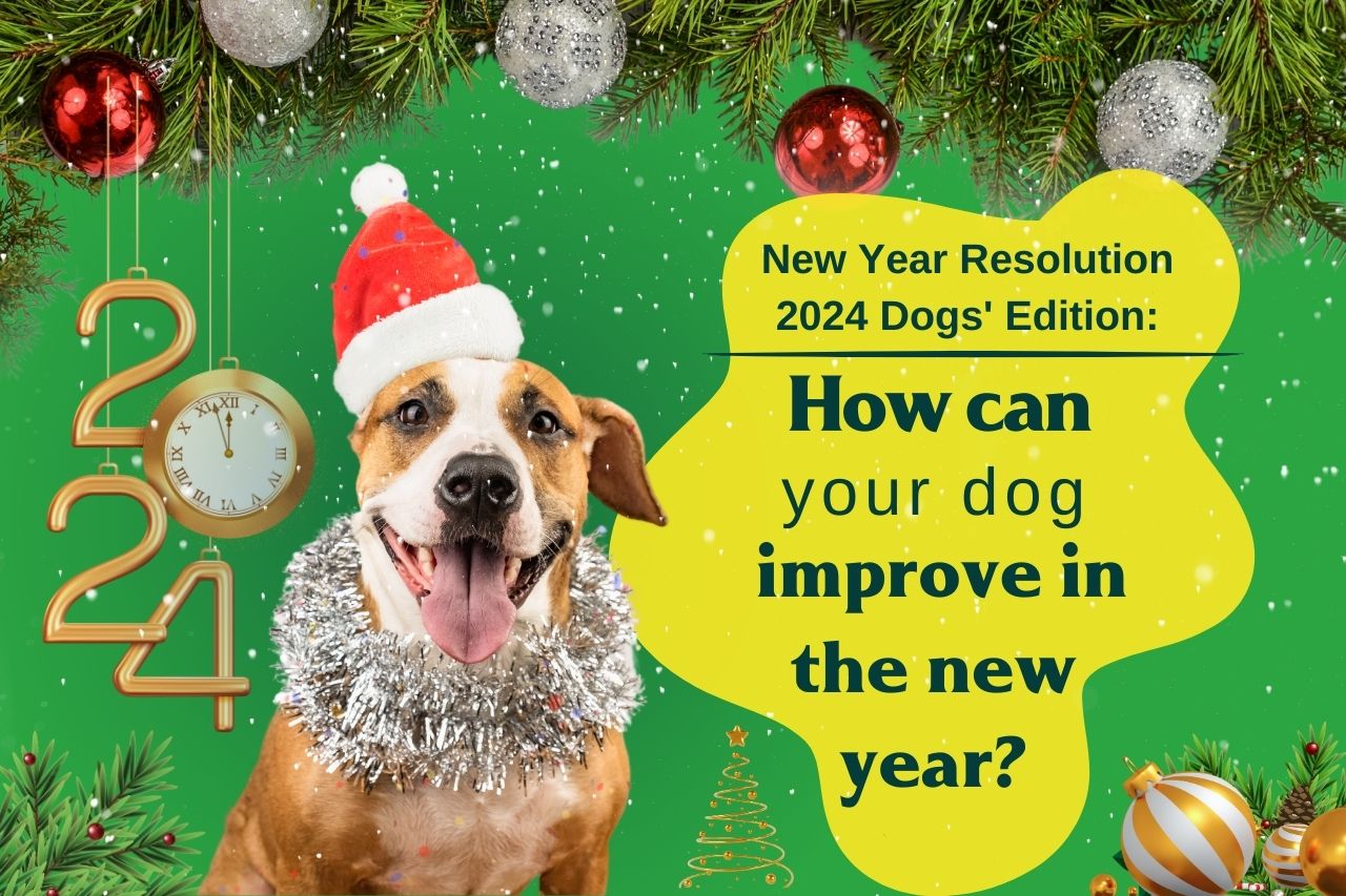 New Year's Resolution 2024 Dogs' Edition: How can your dog improve in the new year?